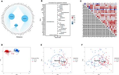 PANoptosis-related molecular subtype and prognostic model associated with the immune microenvironment and individualized therapy in pancreatic cancer